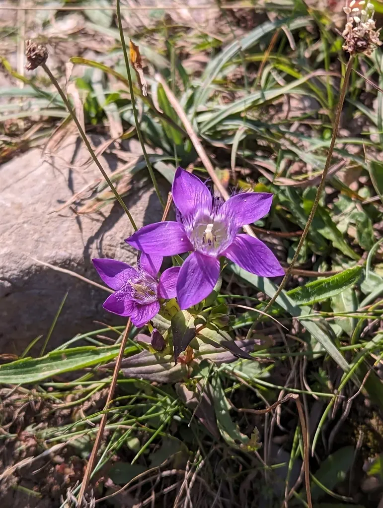 German Gentian
