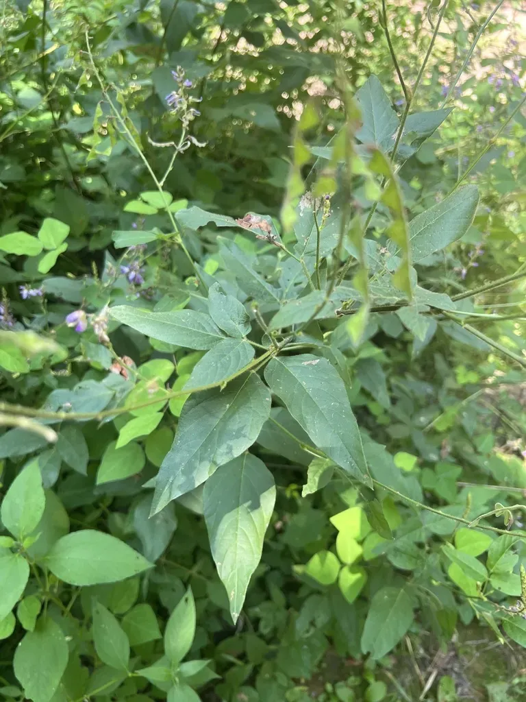 Large-bracted Tick-trefoil
