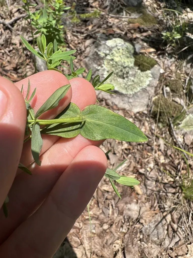 False Spotted St. John's Wort