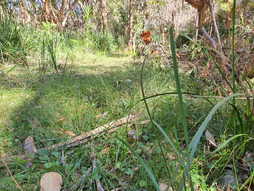 Wurmbea Biglandulosa
