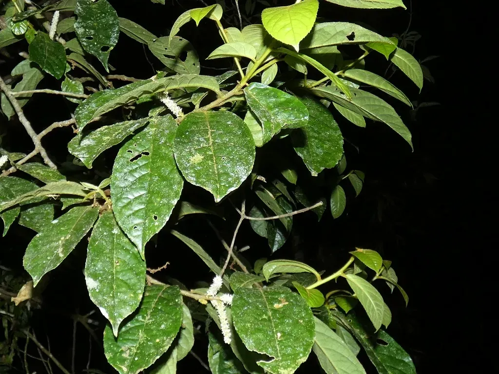 Symplocos Paucistaminea