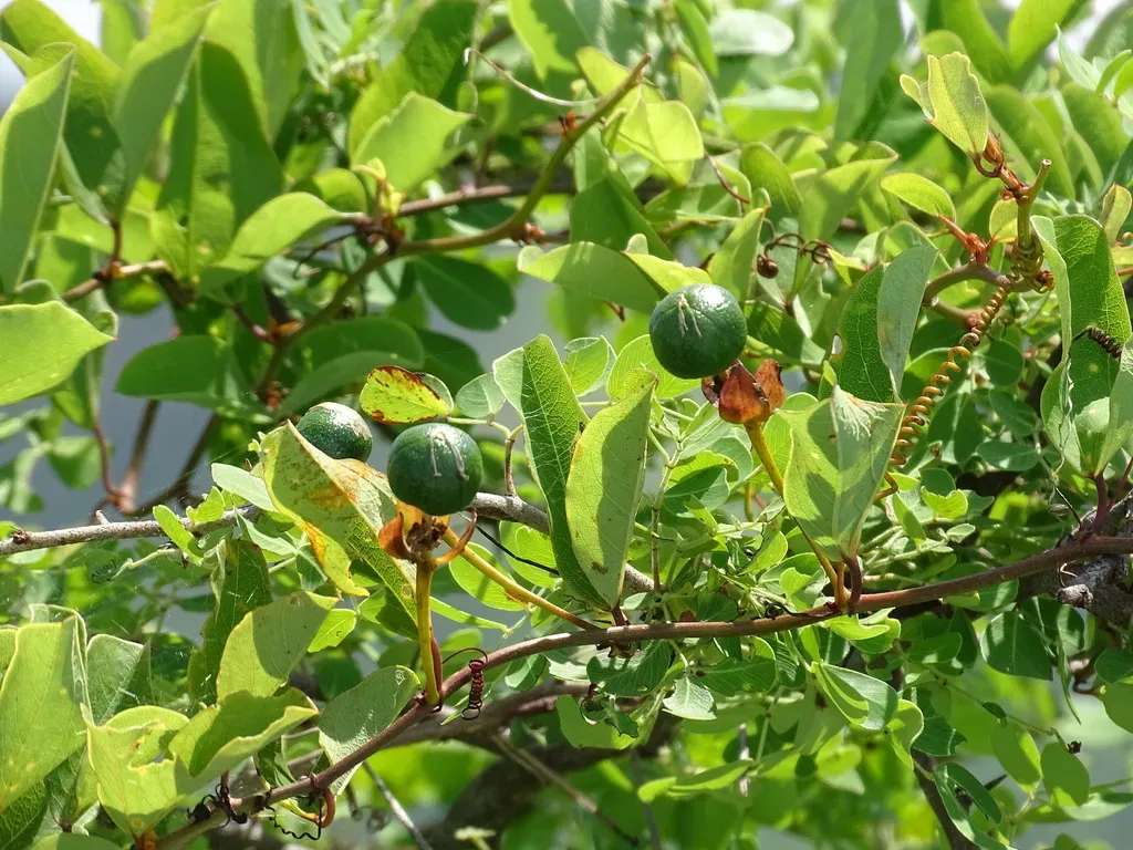 Wingleaf Passionflower