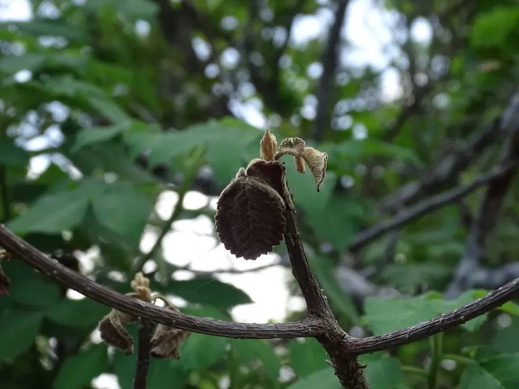 Amphipterygium Simplicifolium