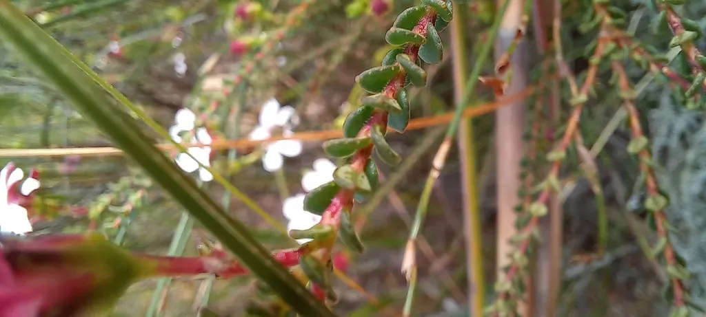 Shortleaf Chinaflower