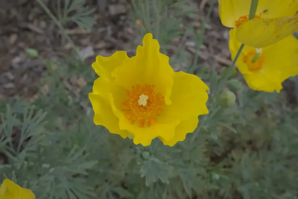 Mexican Tulip Poppy