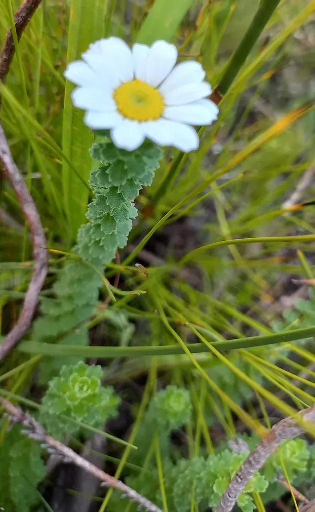 Littleleaf Swampdaisy