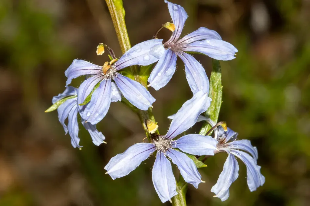 Scaevola Angustata