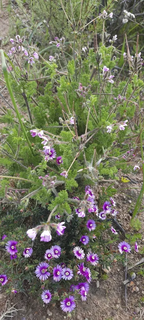 Hairy Pelargonium