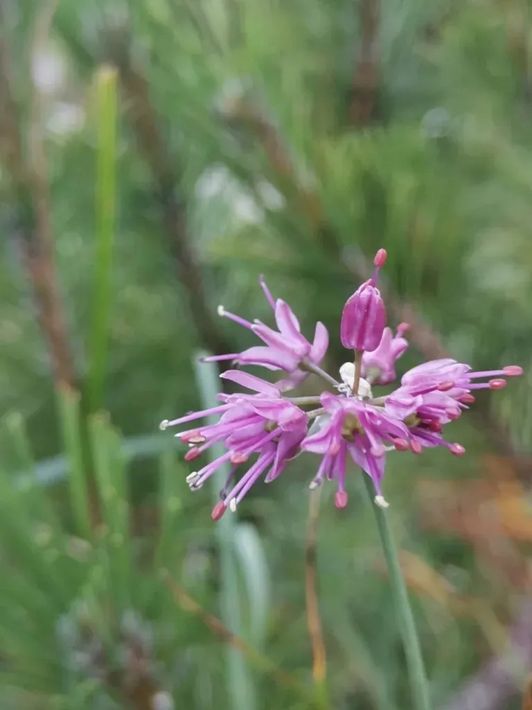 Allium Kermesinum
