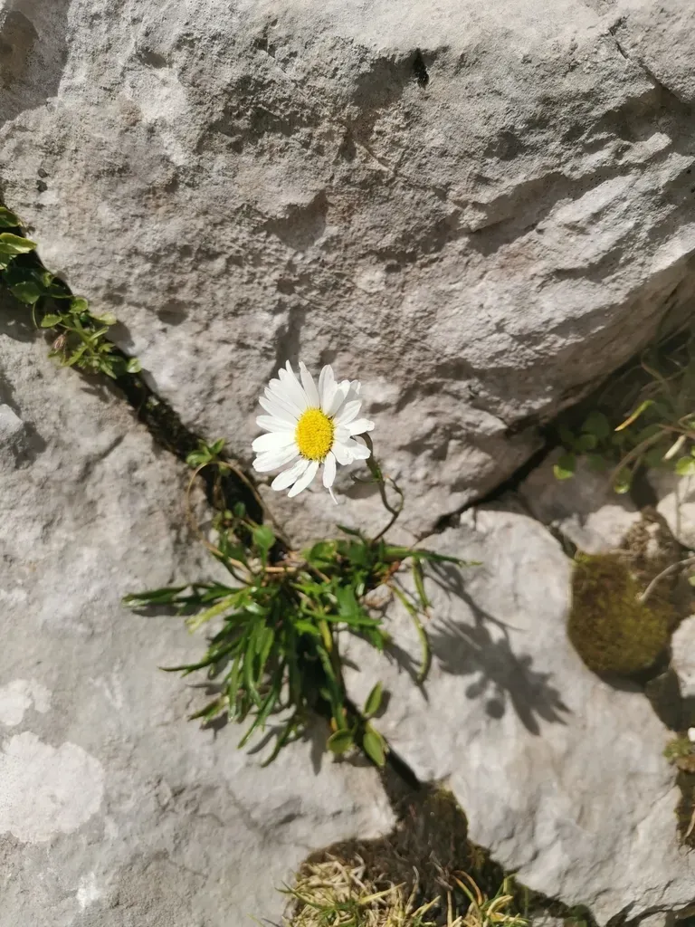 Leucanthemum Lithopolitanicum