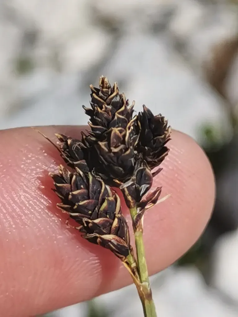Carex Parviflora