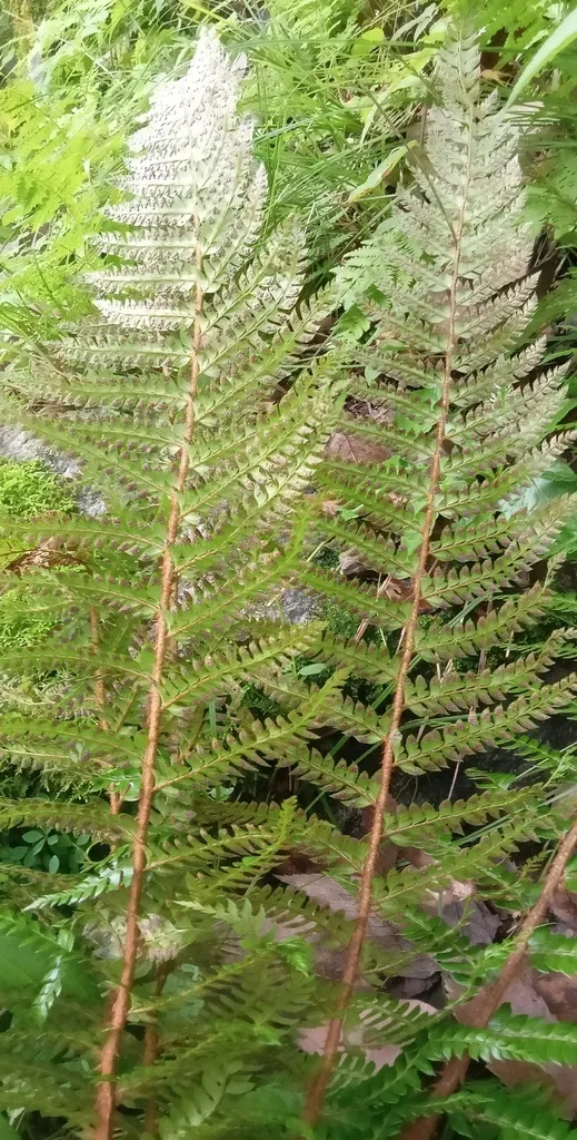 Polystichum Squarrosum