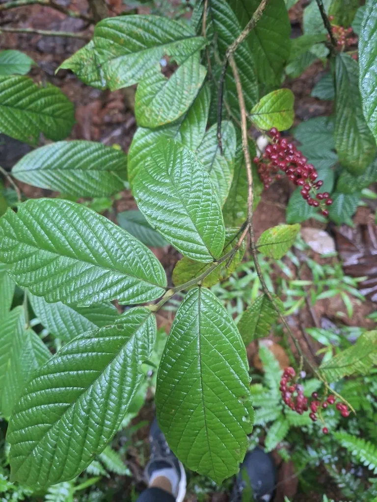 Antidesma Velutinosum