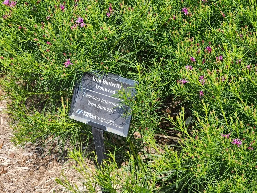 Narrow-leaf Ironweed