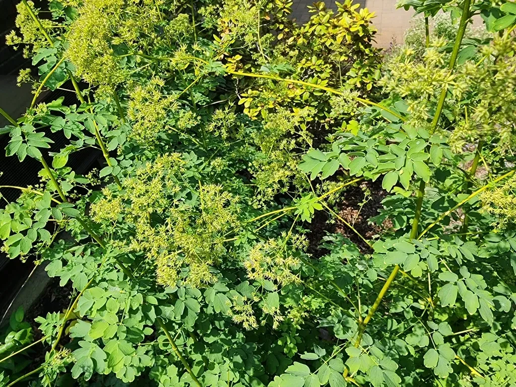 Chinese Meadow-rue