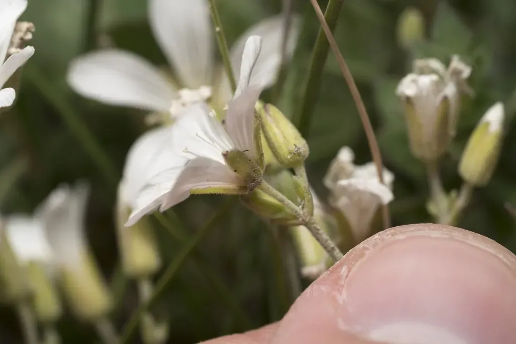 Cherleria Laricifolia
