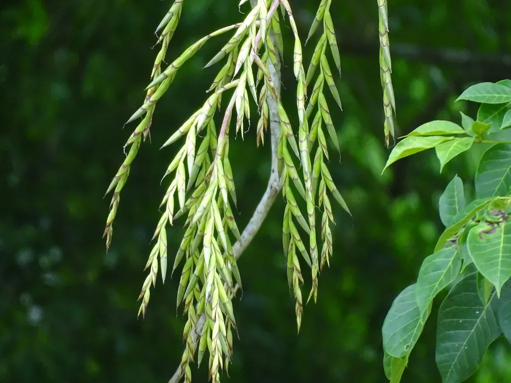 Tillandsia Dasyliriifolia