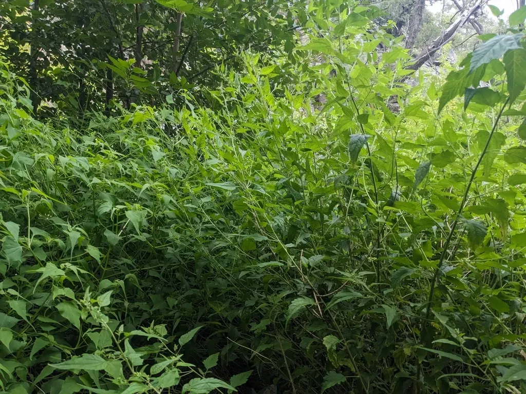 Stinking Brickellbush