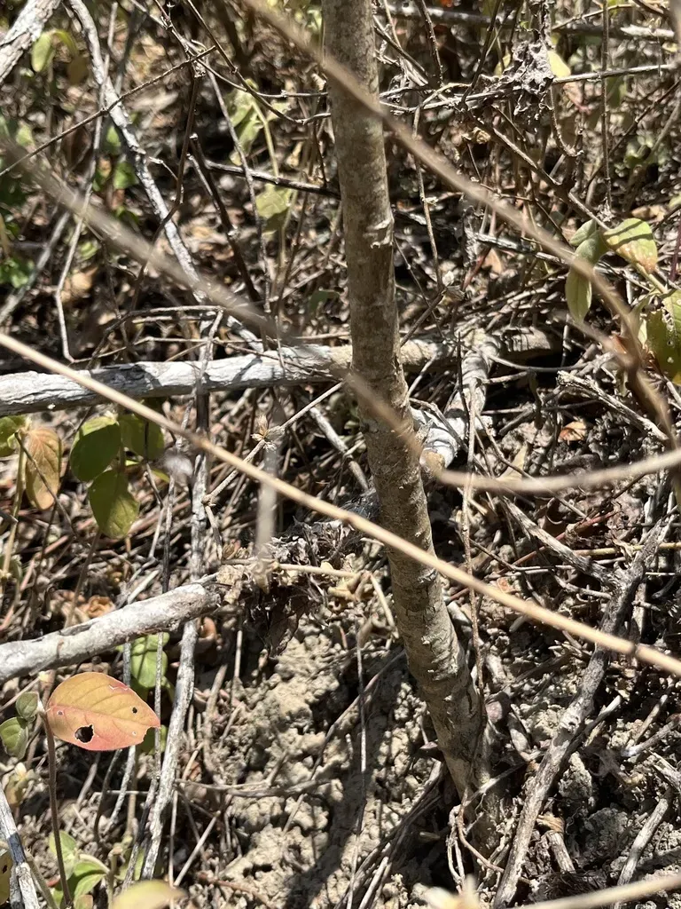 Vasconcellea Parviflora