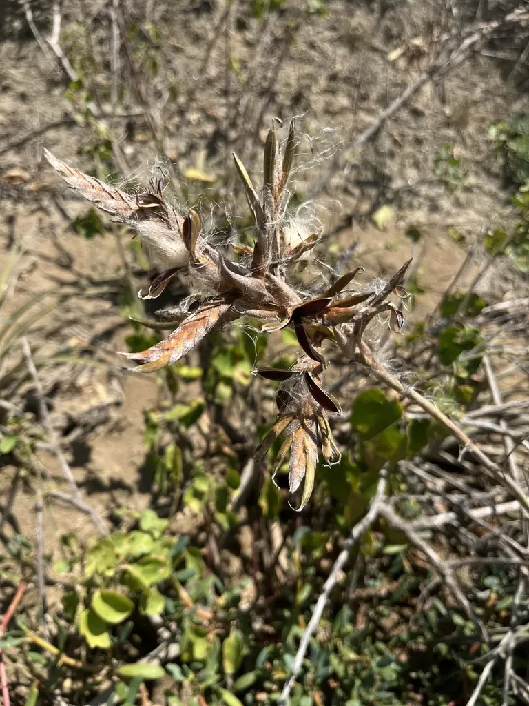Tillandsia Latifolia