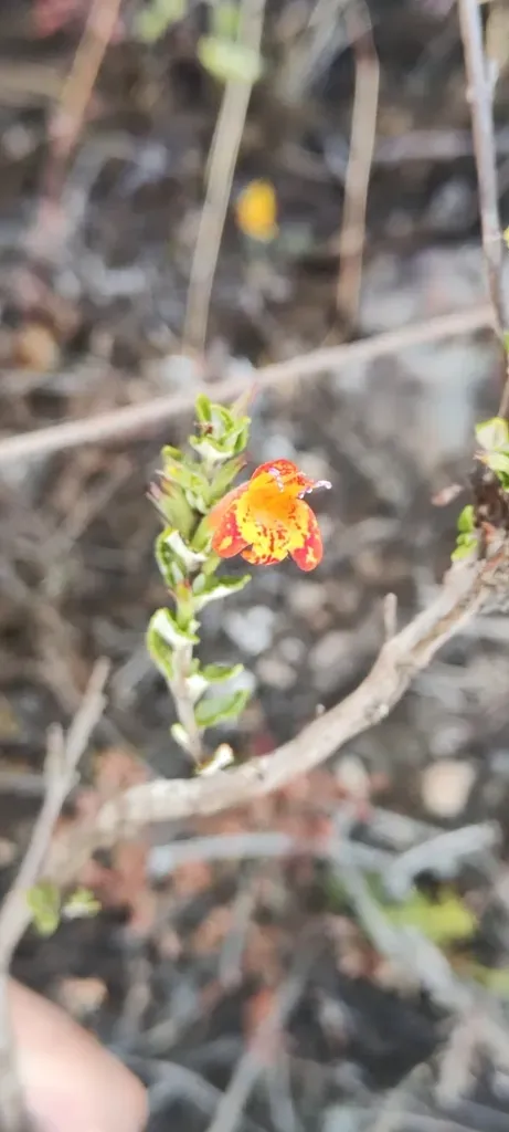 Clinopodium Pulchellum