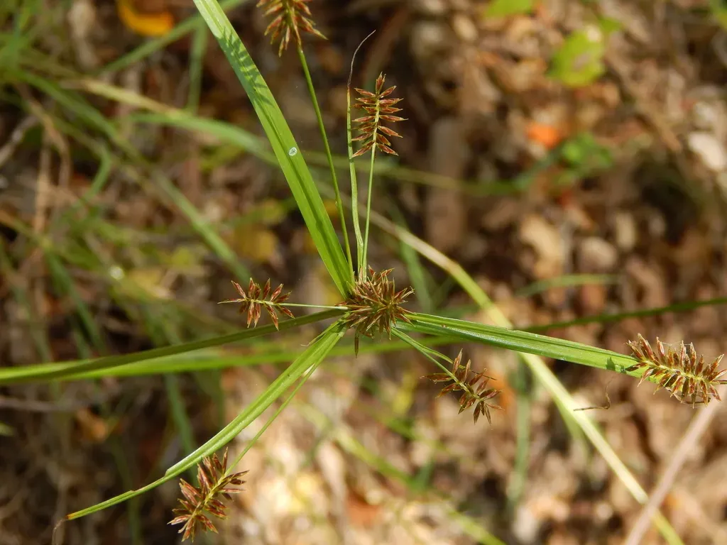 Cyperus Pseudothyrsiflorus