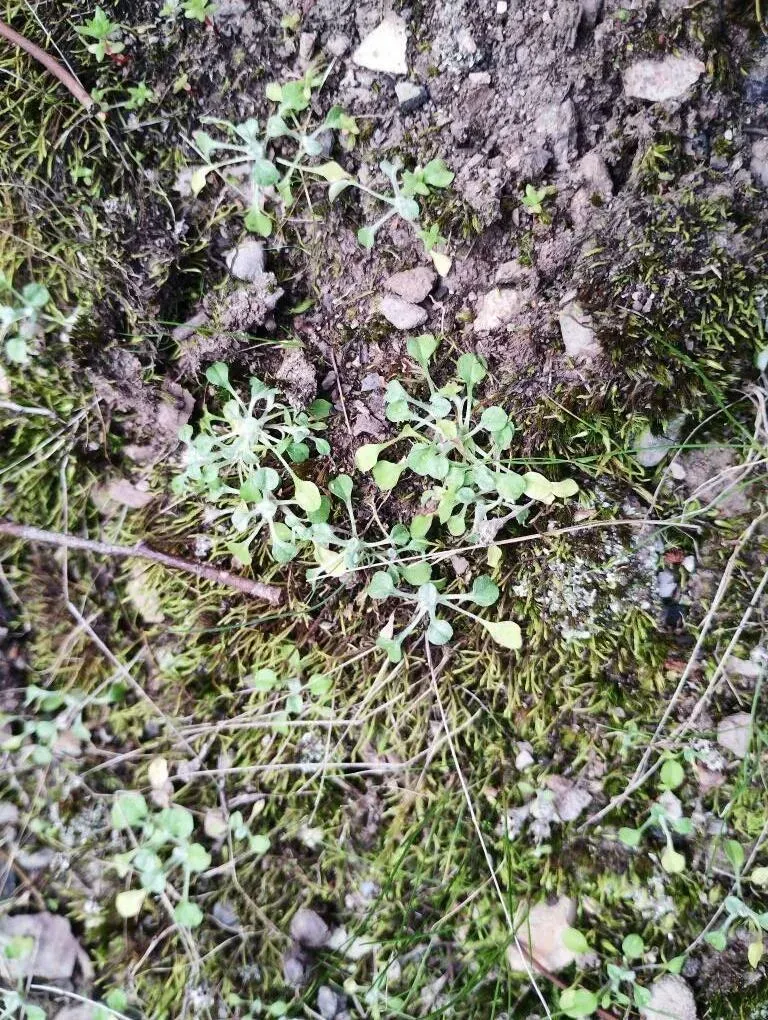 Spoon Leaved Cudweed