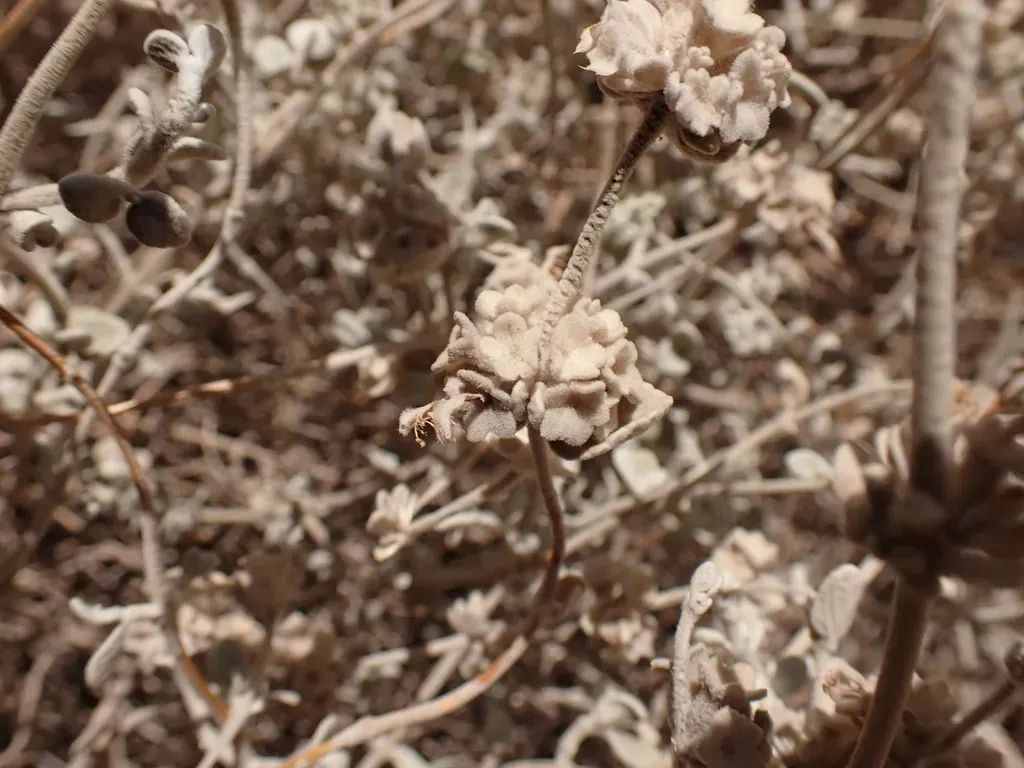 Pseudodictamnus Mediterraneus