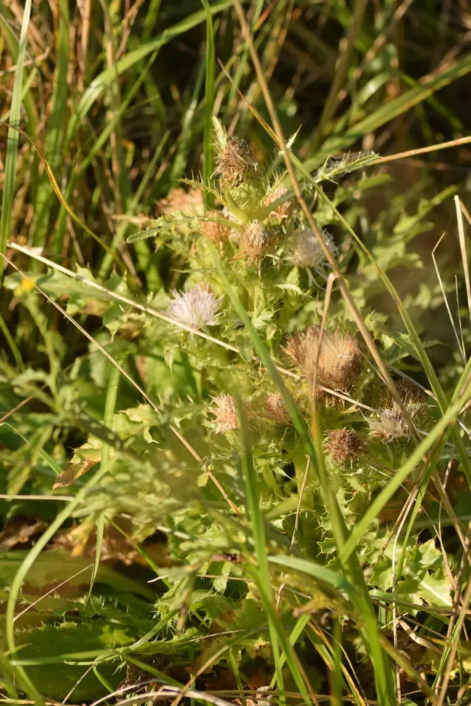 Cirsium Roseolum