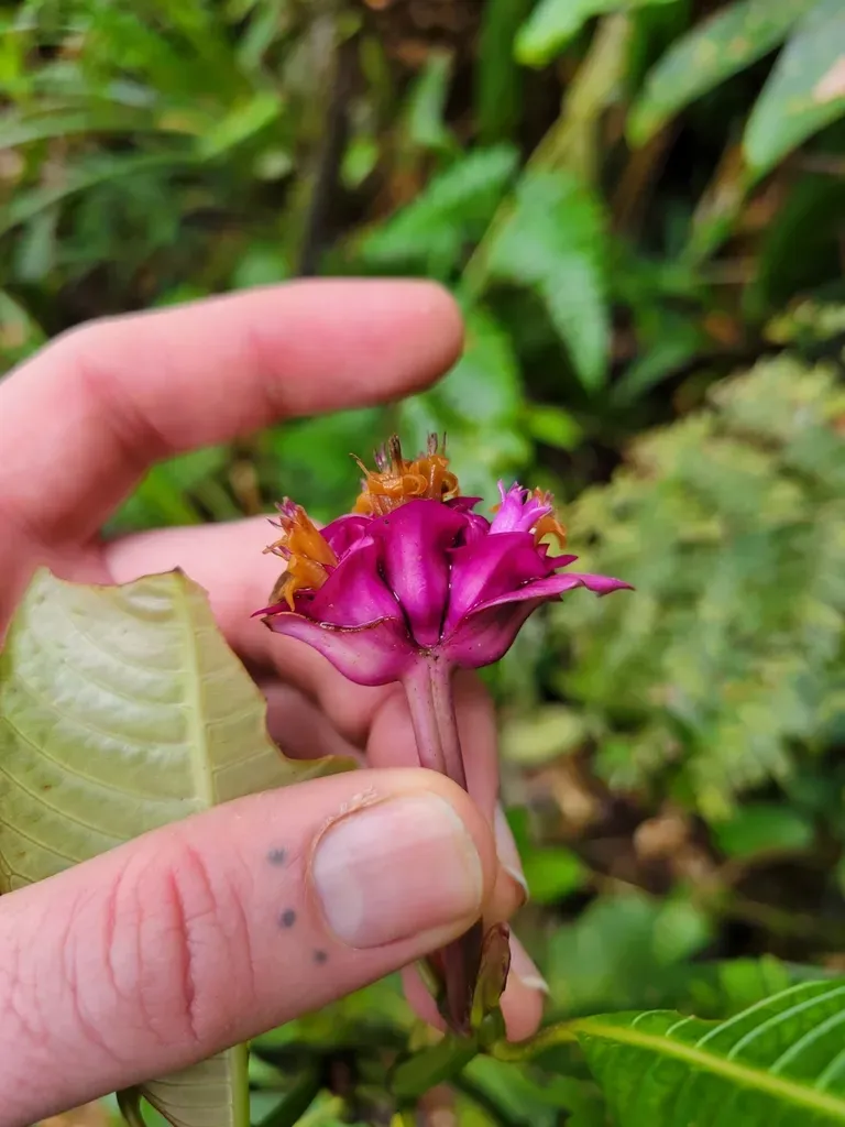 Palicourea Chiriquiensis