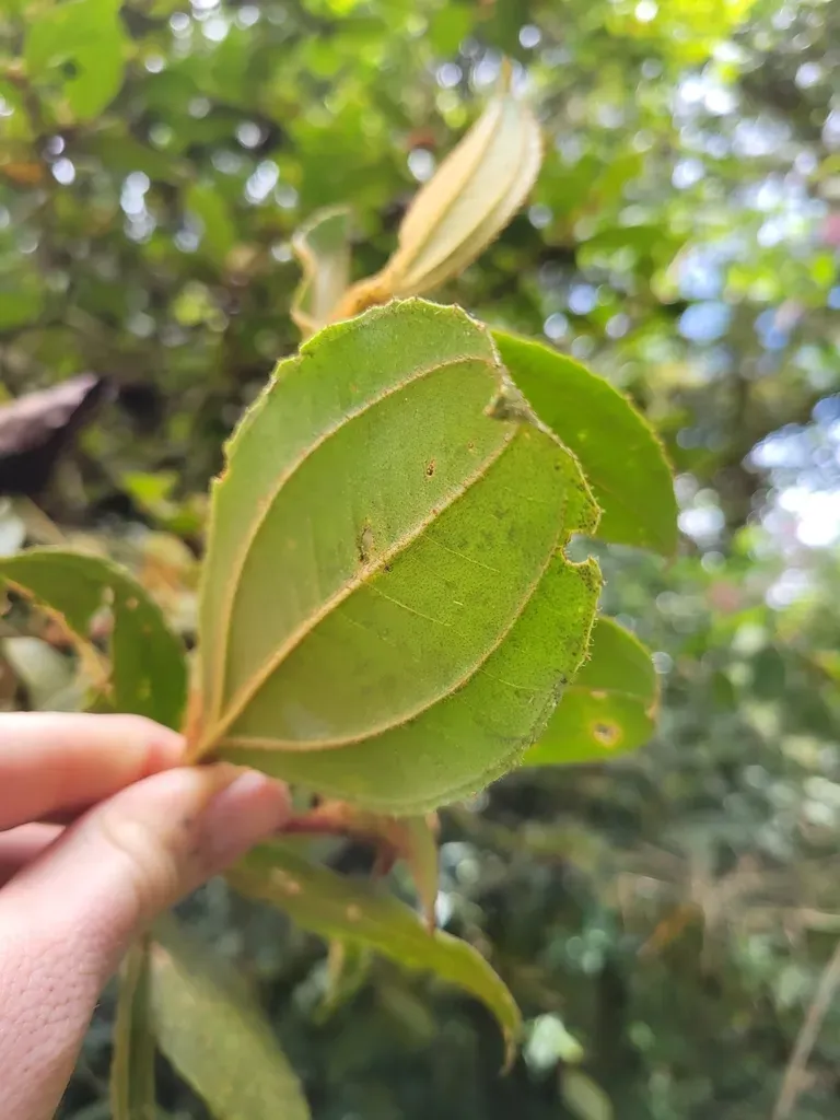 Blakea Intricata