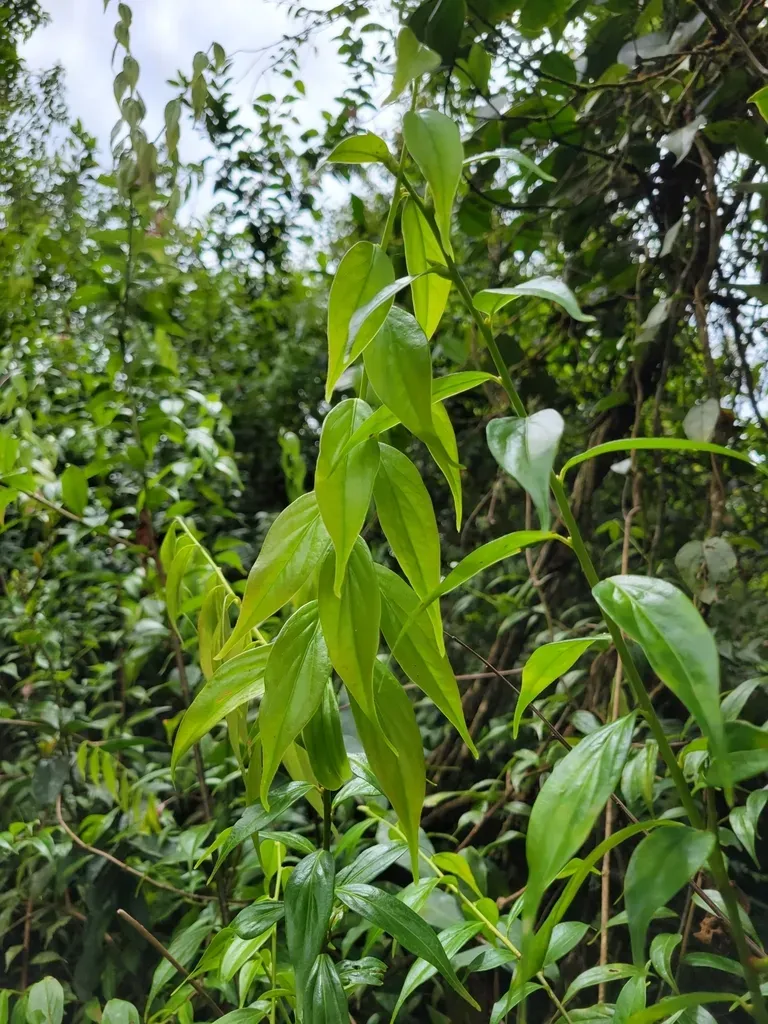 Cavendishia Endresii