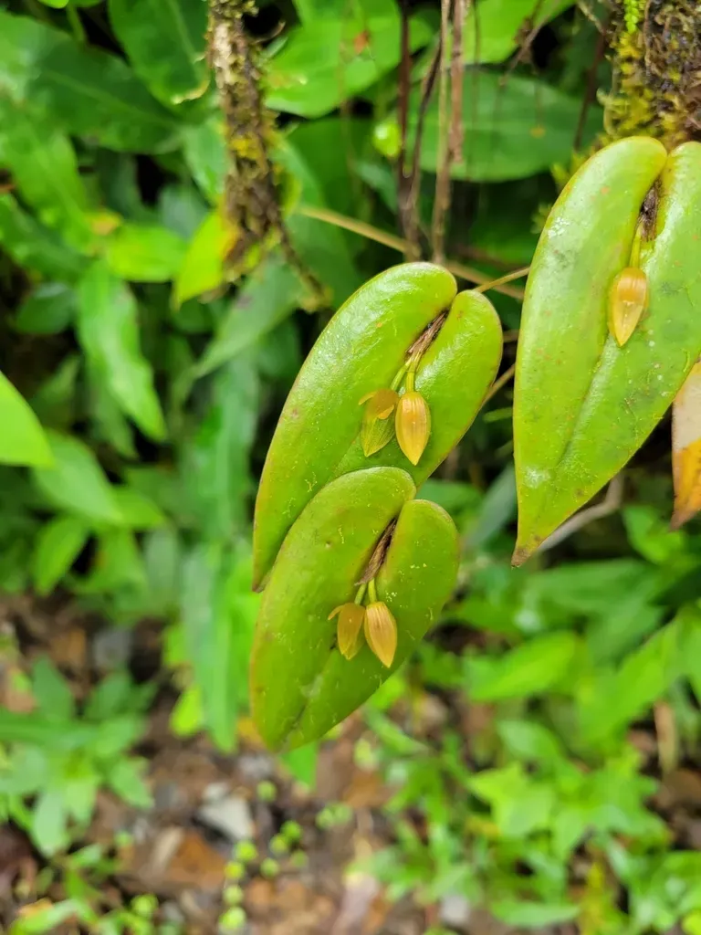 Pleurothallis Homalantha