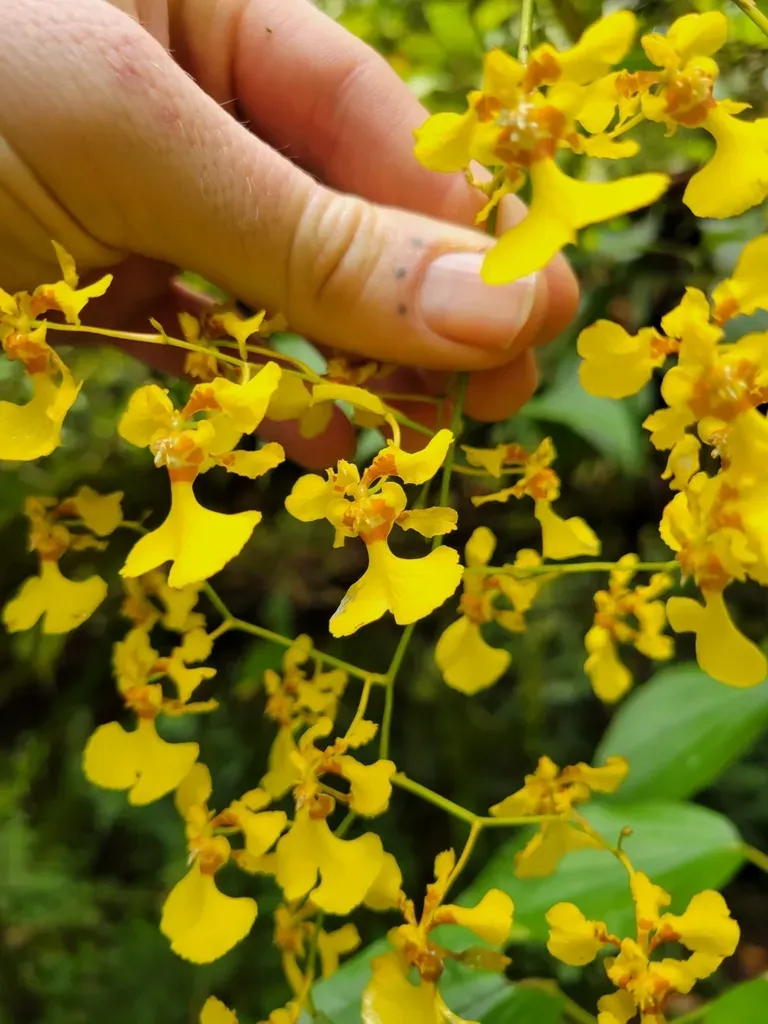 Oncidium Nebulosum