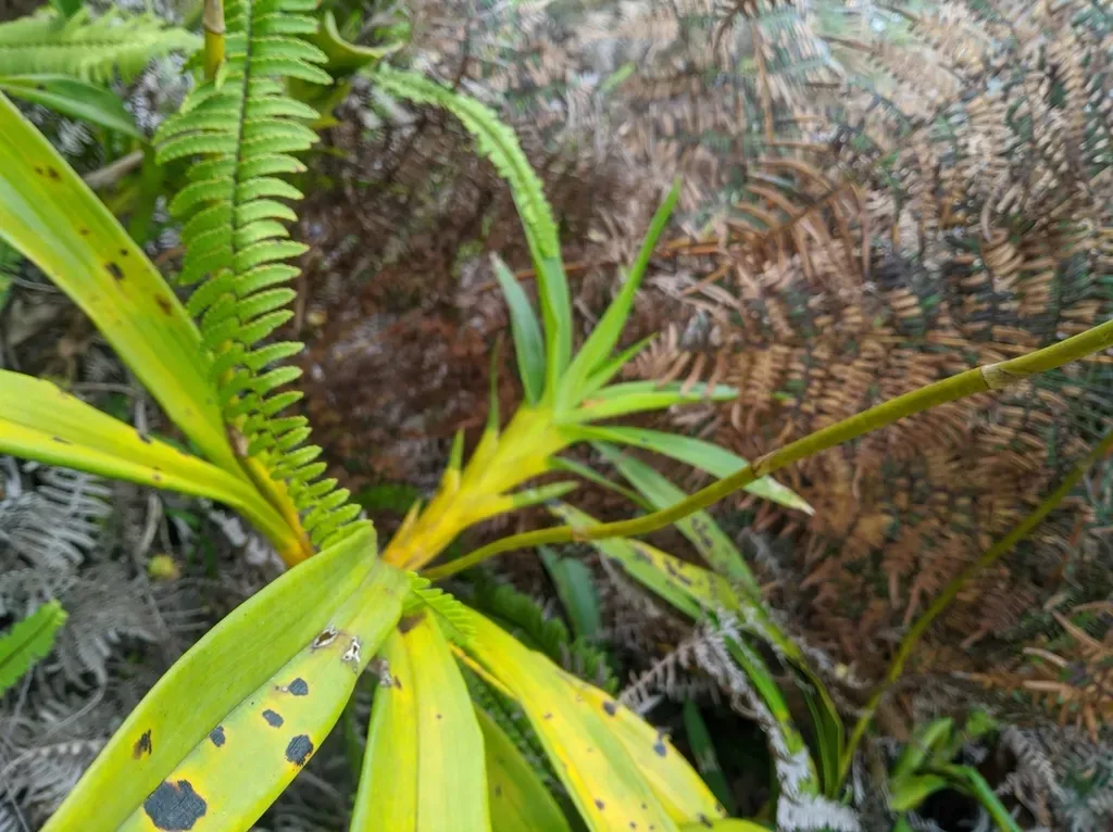 Cyrtochilum Divaricatum