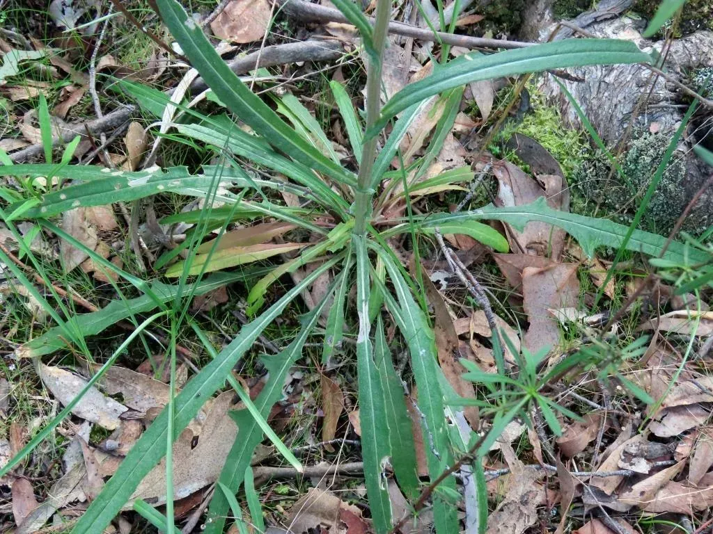 Rock Fireweed