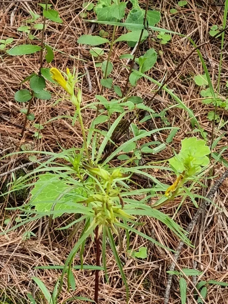 Mogollon Mountain Lousewort