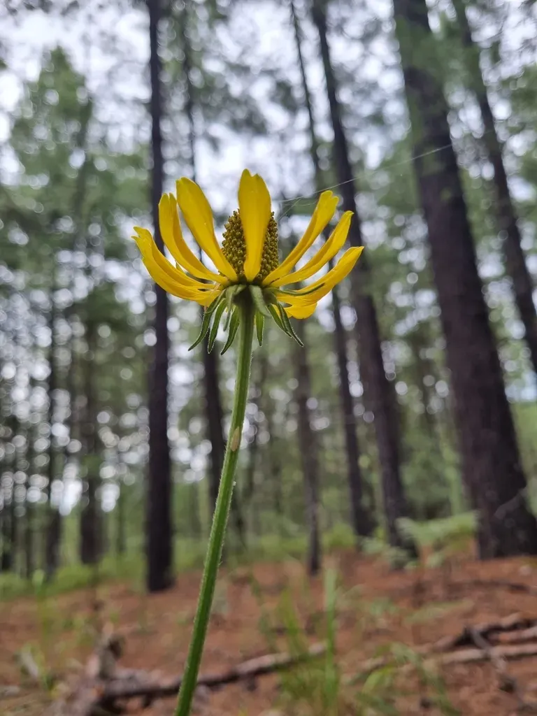 Mexican Coneflower
