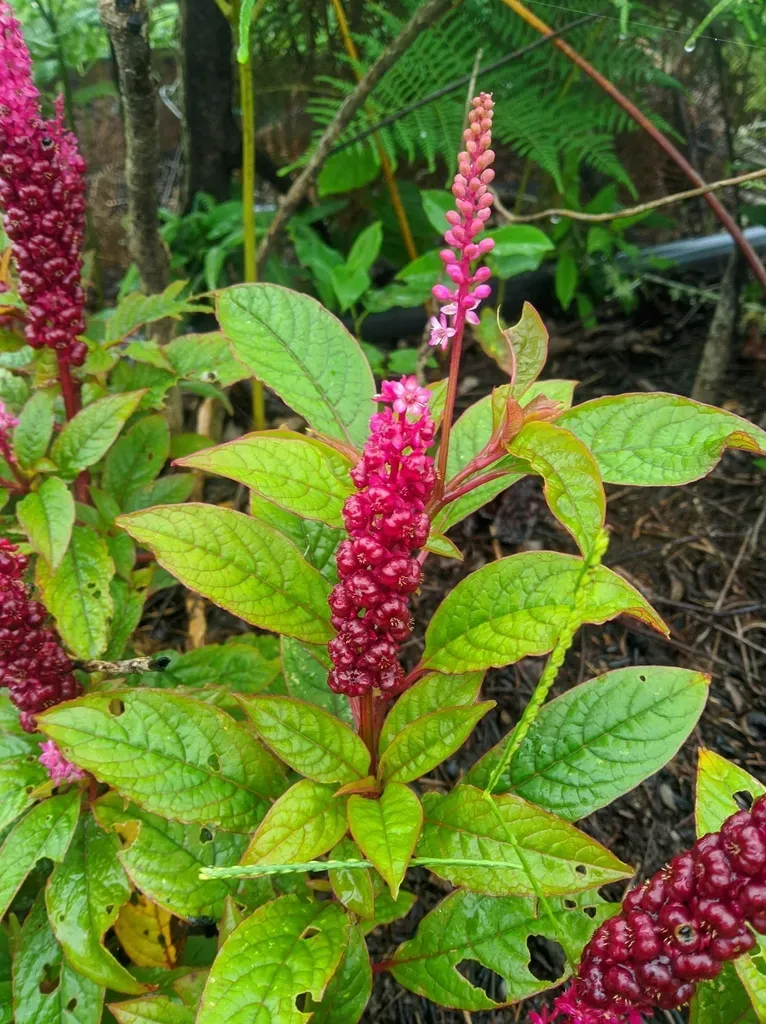 Phytolacca Rugosa