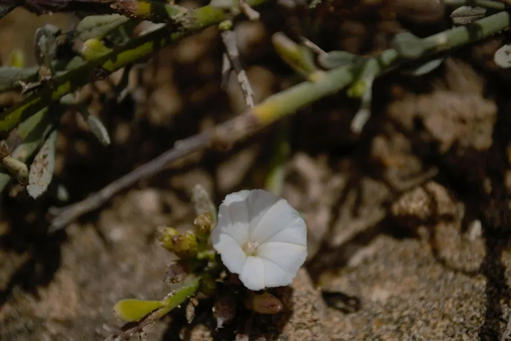 Convolvulus Caput-medusae