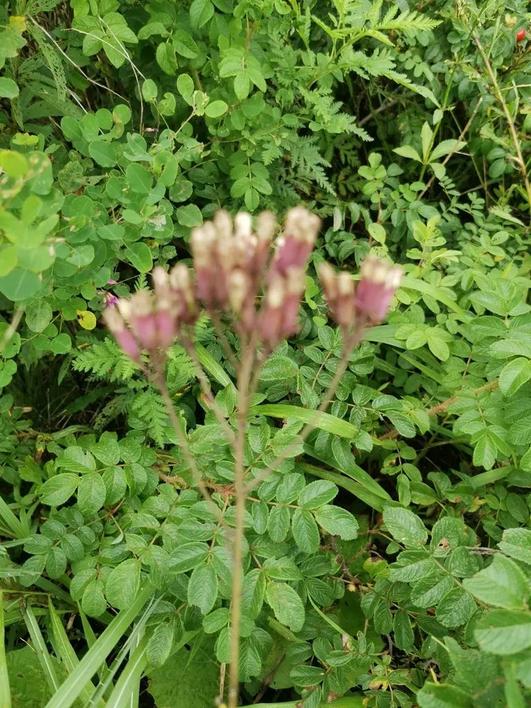 Syneilesis Aconitifolia