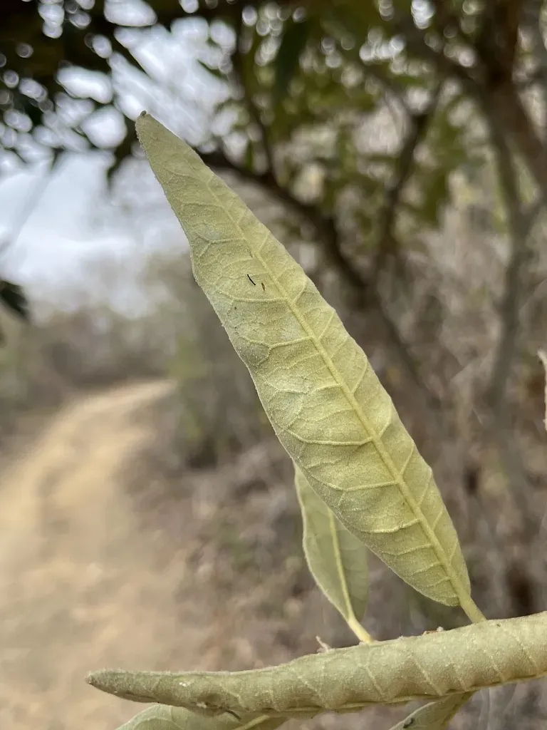 Colicodendron Scabridum
