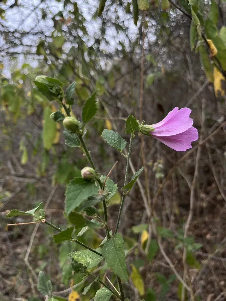 Hibiscus Escobariae