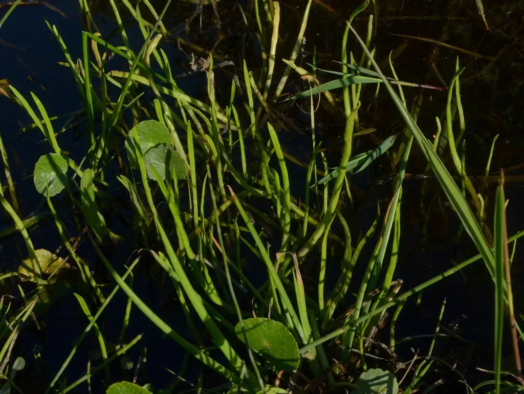 Lilaeopsis Brasiliensis