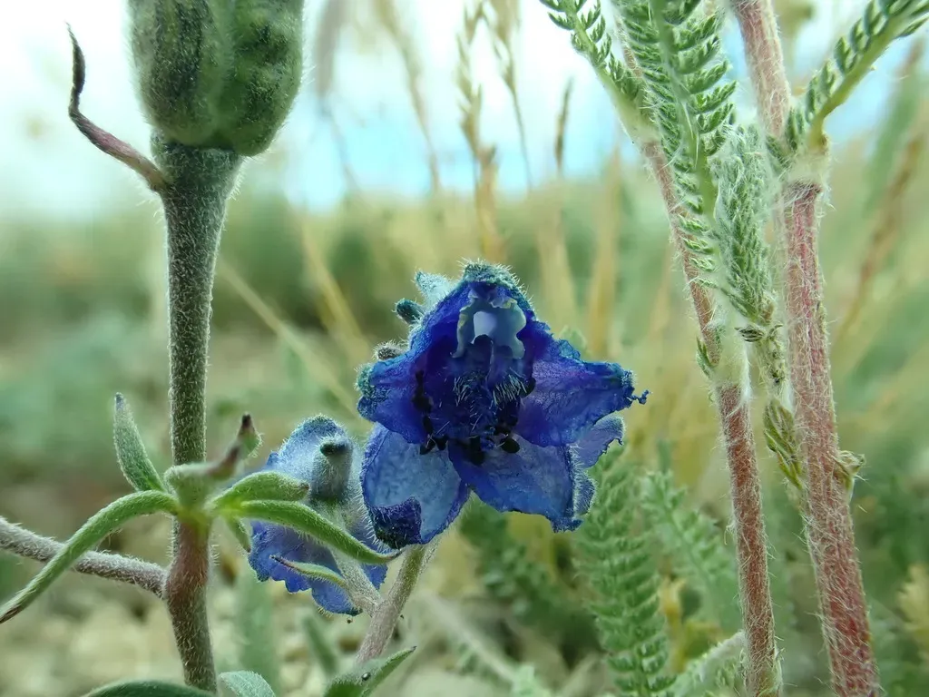 Alpine Larkspur