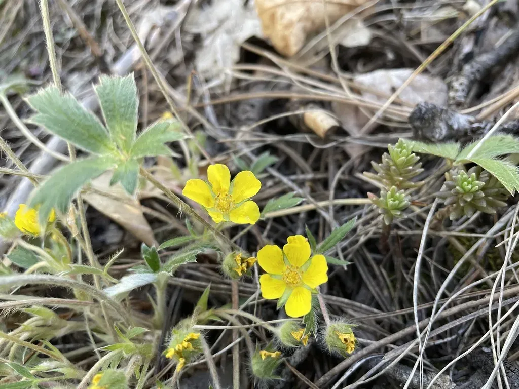 Potentilla Bicrenata