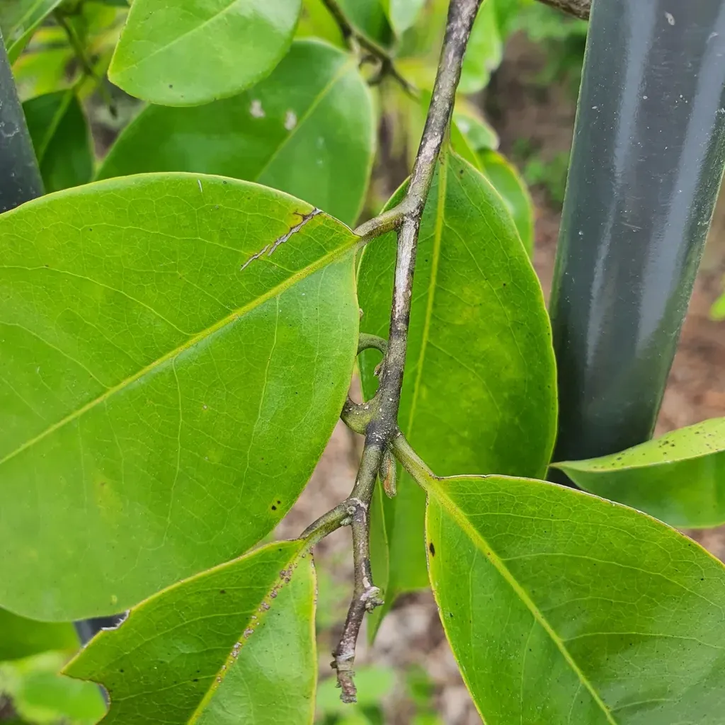 Climbing Ylang-ylang