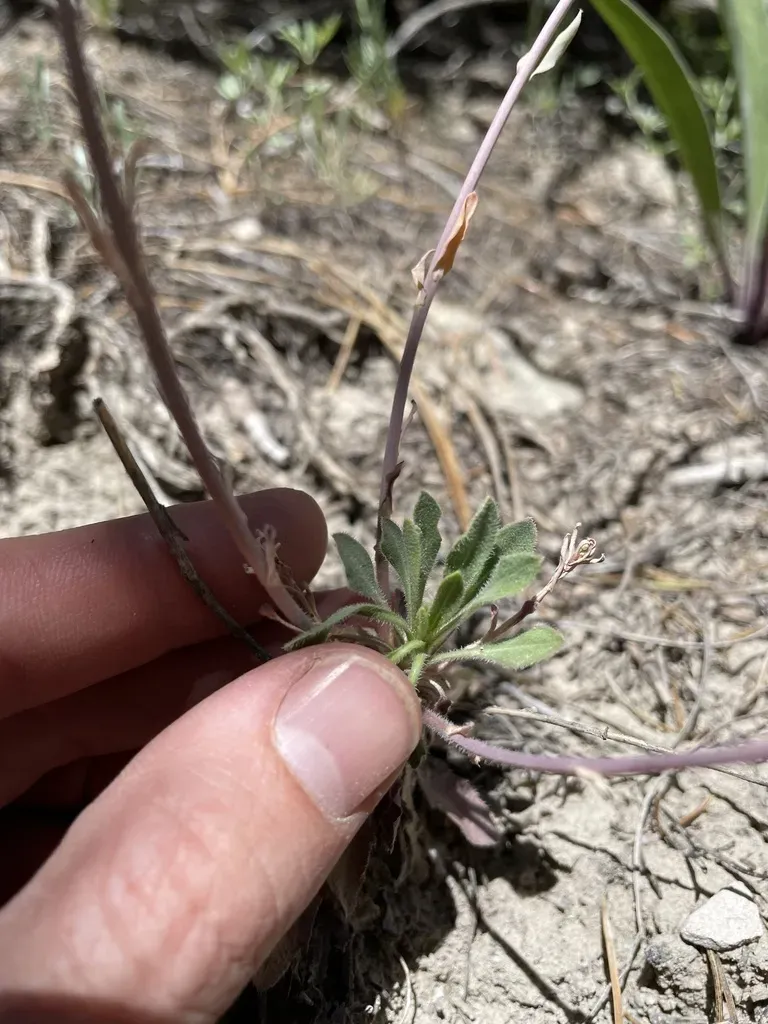Boechera Centrifendleri