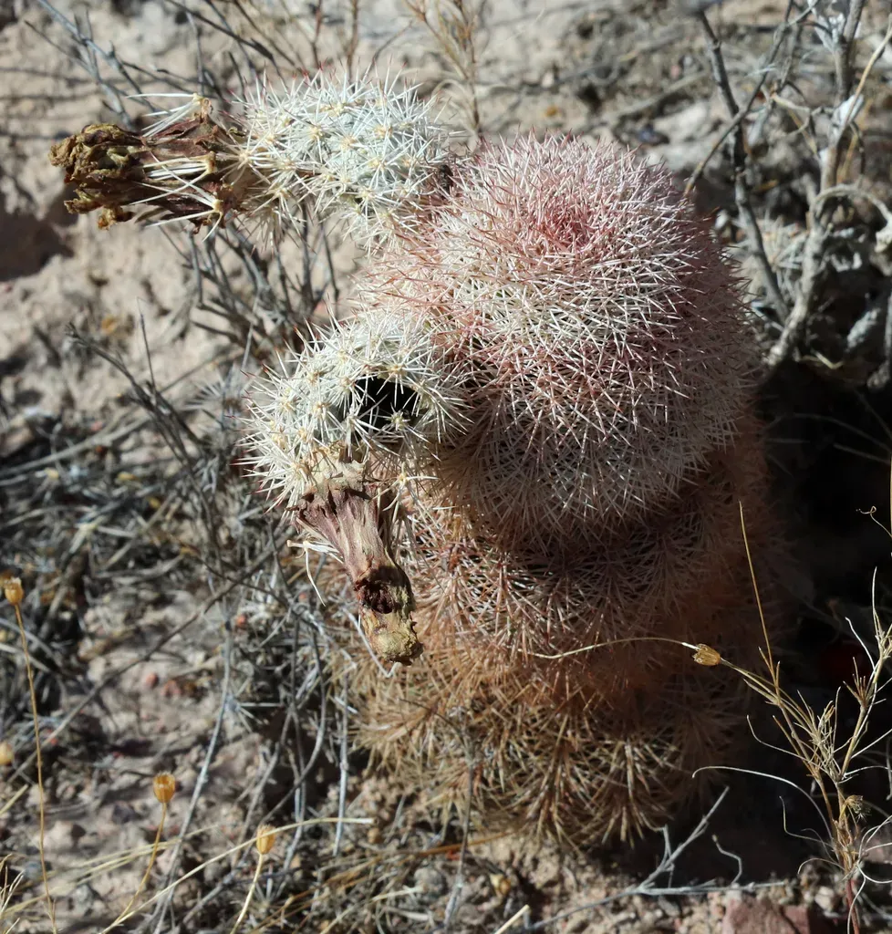 Texas Rainbow Cactus