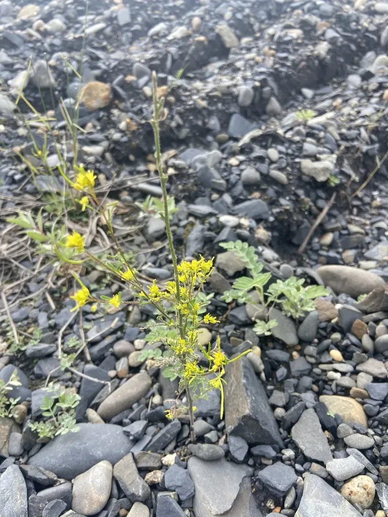 Northern Tansymustard